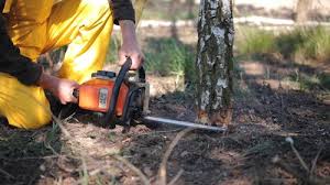 Best Tree Trimming and Pruning  in Dixon Lane Meadow Creek, CA