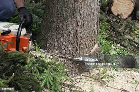 How Our Tree Care Process Works  in  Dixon Lane Meadow Creek, CA