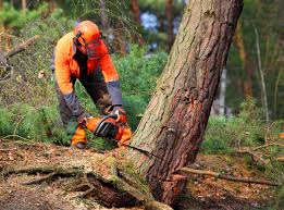  Dixon Lane Meadow Creek, CA Tree Care Pros
