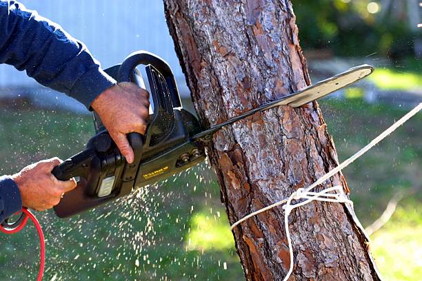 Best Leaf Removal  in Dixon Lane Meadow Creek, CA