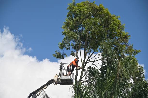 Best Aeration Services  in Dixon Lane Meadow Creek, CA