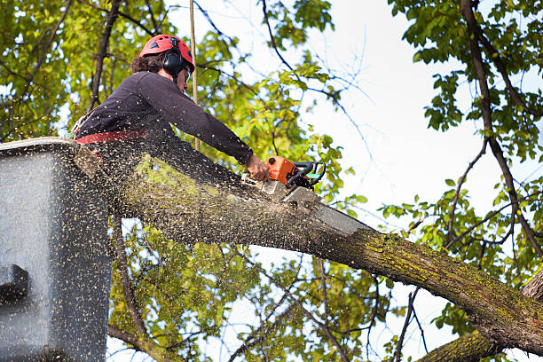 How Our Tree Care Process Works  in  Dixon Lane Meadow Creek, CA