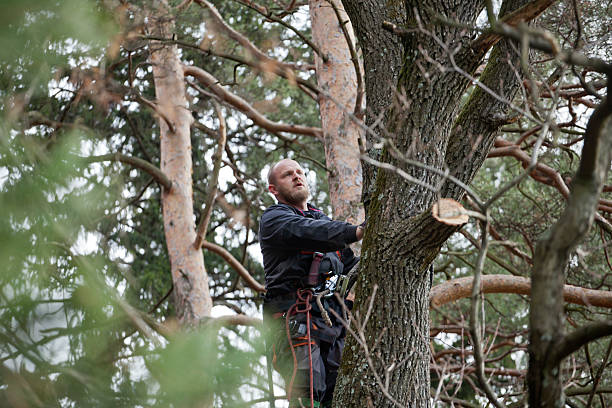 Lawn Pest Prevention in Dixon Lane Meadow Creek, CA