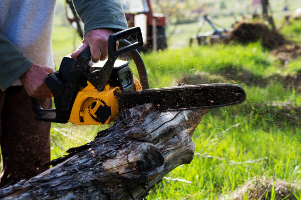 Best Tree Cabling and Bracing  in Dixon Lane Meadow Creek, CA