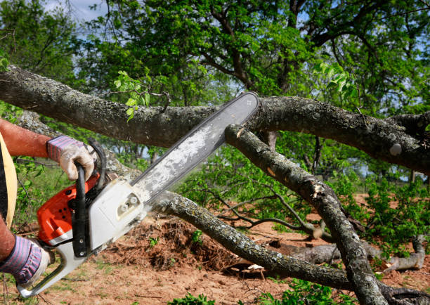 Trusted Dixon Lane Meadow Creek, CA Tree Care Experts