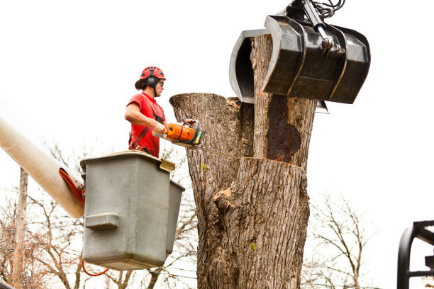 Dixon Lane Meadow Creek, CA Tree Care Company