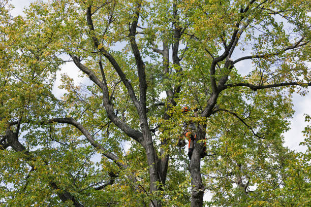 Best Emergency Tree Removal  in Dixon Lane Meadow Creek, CA